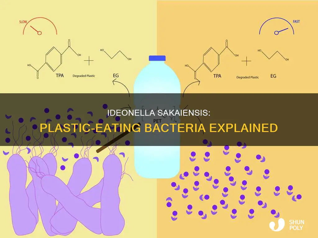 how does ideonella sakaiensis break down plastic