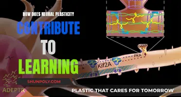 Neural Plasticity: Unlocking the Brain's Learning Potential