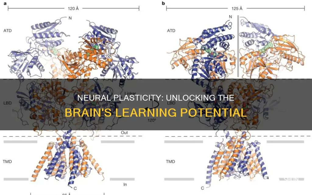 how does neural plasticity contribute to learning