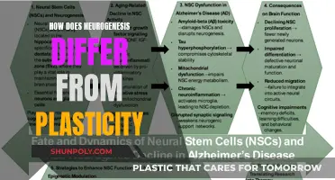Neurogenesis vs Plasticity: What's the Difference?