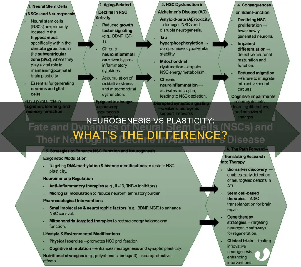 how does neurogenesis differ from plasticity