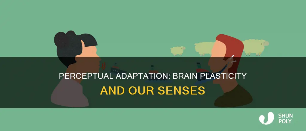 how does perceptual adaptation relate to plasticity