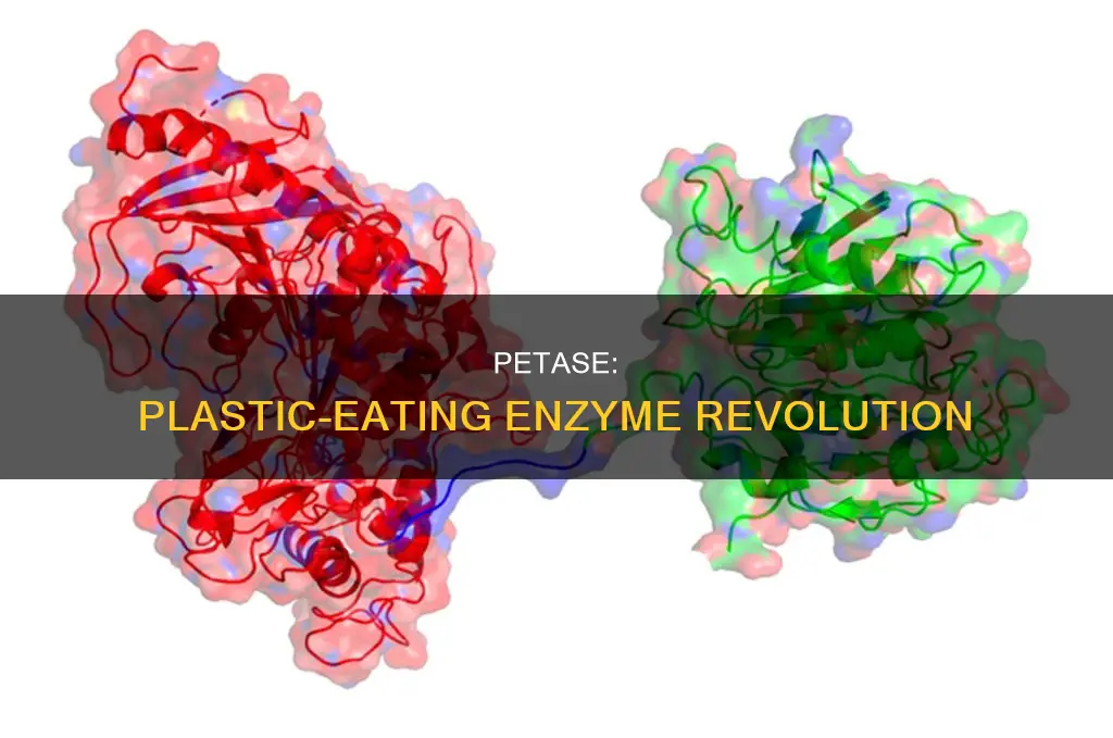 how does petase break down plastic
