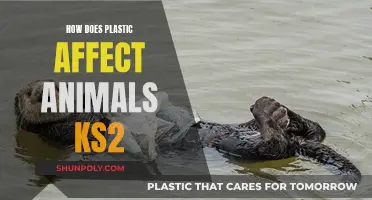 The Impact of Plastic on Animals: A KS2 Guide