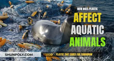 Plastic Pollution: Aquatic Animals in Danger