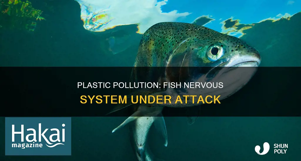 how does plastic affect fish nervous system