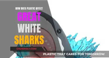 Great White Sharks: Plastic's Deadly Impact