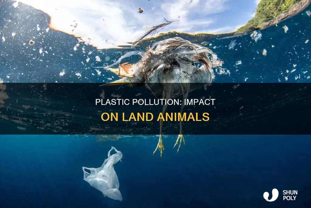 how does plastic affect land animals news