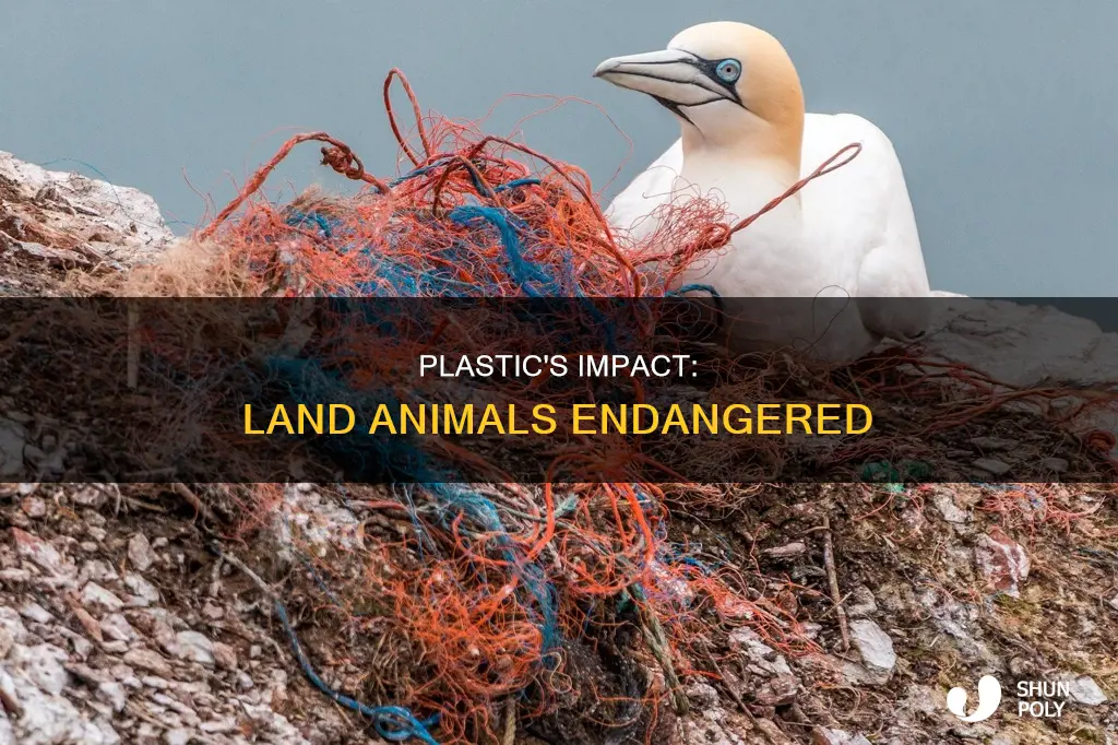how does plastic affect land animals