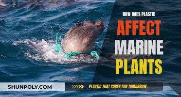 Plastic's Impact on Marine Plants: A Deadly Threat