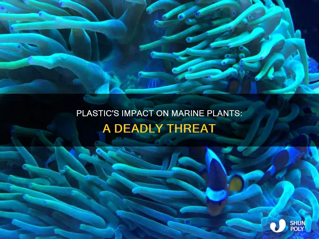 how does plastic affect marine plants