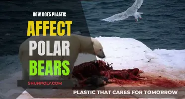 Plastic Impact: Polar Bears' Health and Habitat