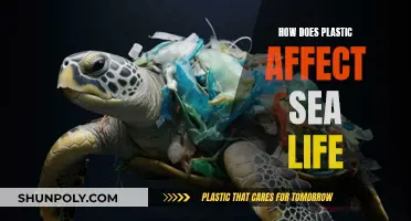 Plastic's Impact: Devastating Effects on Sea Life