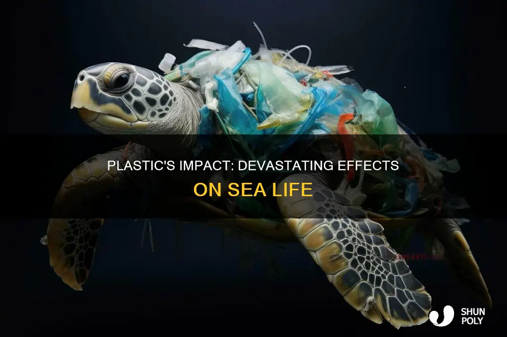 how does plastic affect sea life