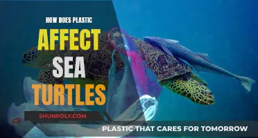 Sea Turtles and Plastic: A Lethal Combination