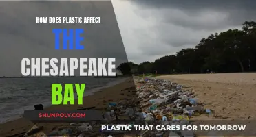 Plastic Pollution: A Threat to Chesapeake Bay's Ecosystem