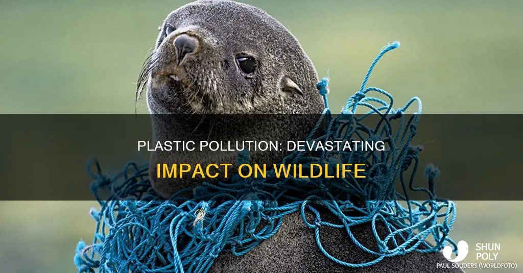 how does plastic affect the wildlife