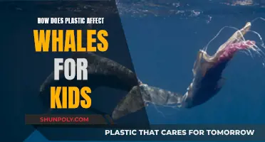 Whales and Plastic: A Dangerous Mix