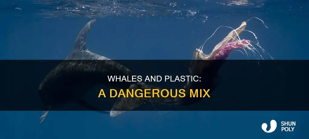 how does plastic affect whales for kids