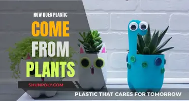 Plants to Plastic: The Surprising Journey