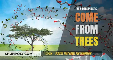 Trees to Plastic: The Surprising Transformation
