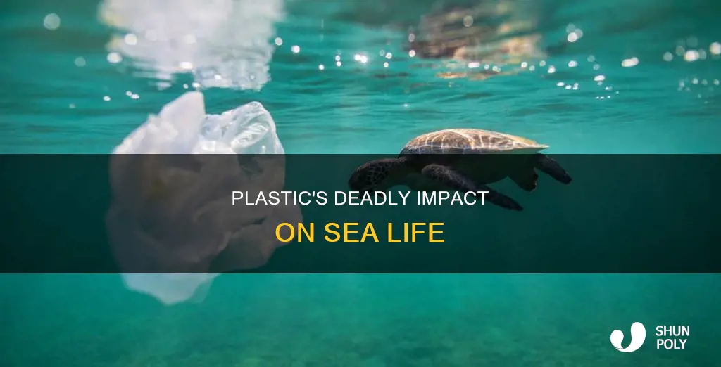 how does plastic destroy sea animals