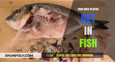 From Ocean to Plate: Understanding How Plastic Enters Fish