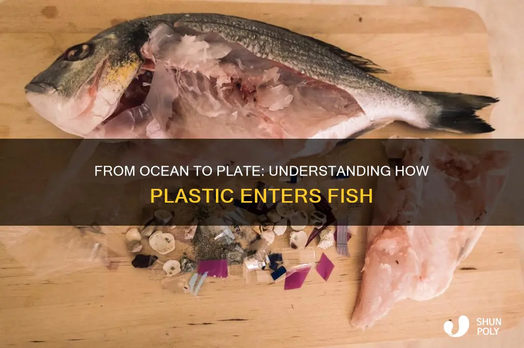 how does plastic get in fish