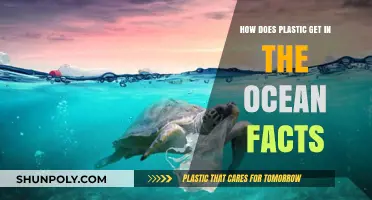 Plastic in the Ocean: Sources, Impact, and Prevention Facts