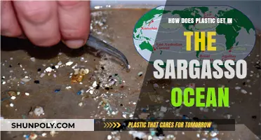 How Ocean Currents Carry Plastic to the Sargasso Sea