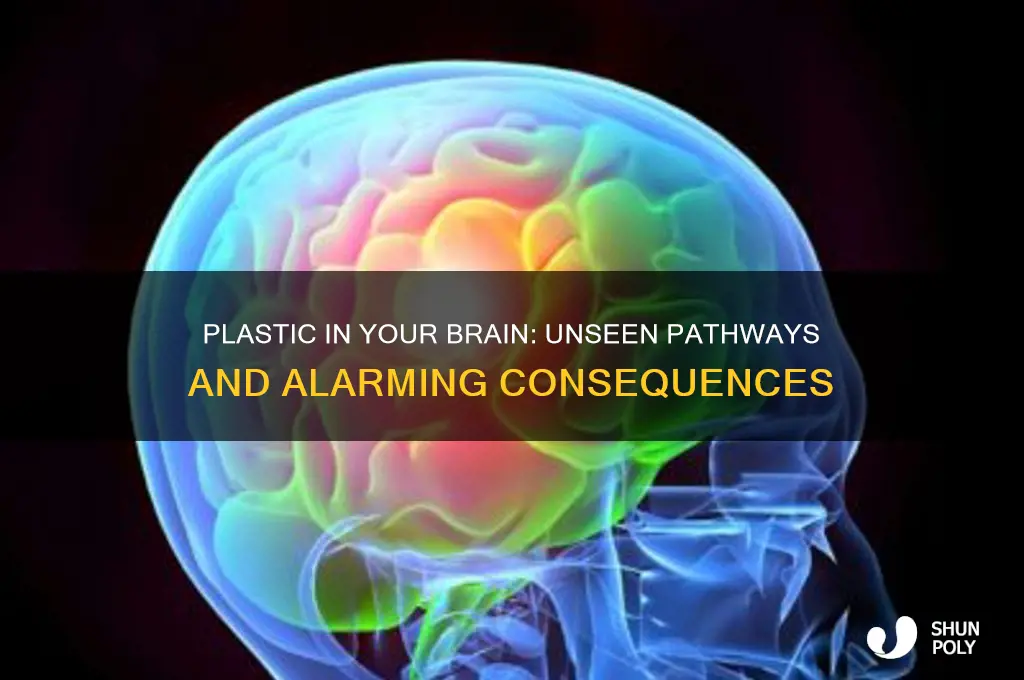 how does plastic get in your brain