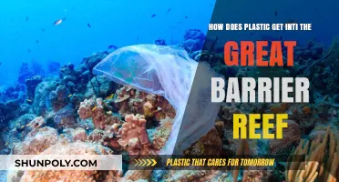 Plastic Pollution: How Waste Reaches the Great Barrier Reef