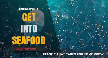 From Ocean to Plate: How Plastic Contaminates Our Seafood Supply