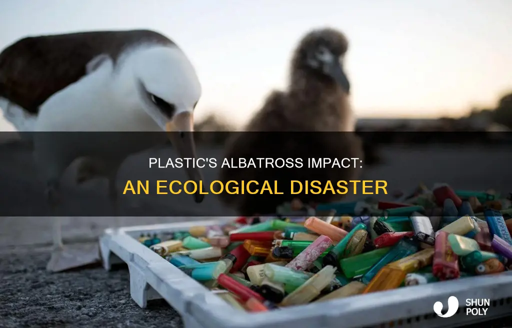 how does plastic hurt the albatross