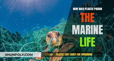 Plastic's Toxic Legacy in Our Oceans