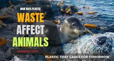 Plastic Pollution: A Deadly Threat to Animals