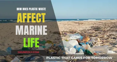 Plastic Pollution: Marine Life's Deadly Threat