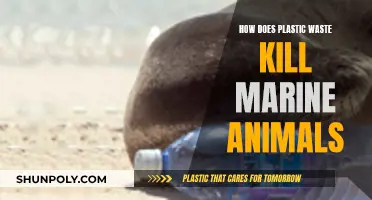 Plastic Waste: A Slow Death for Marine Life