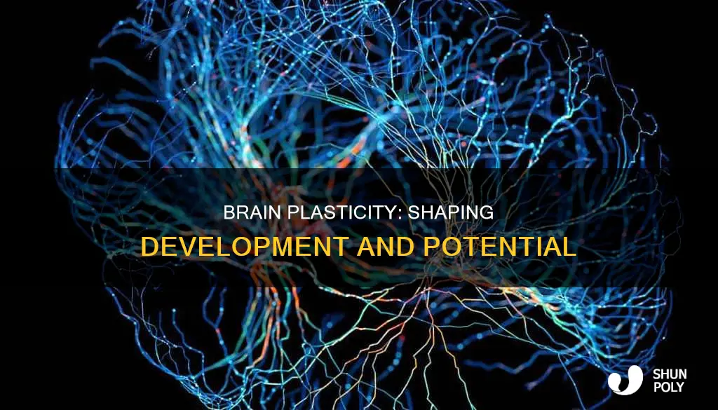 how does plasticity impact brain development