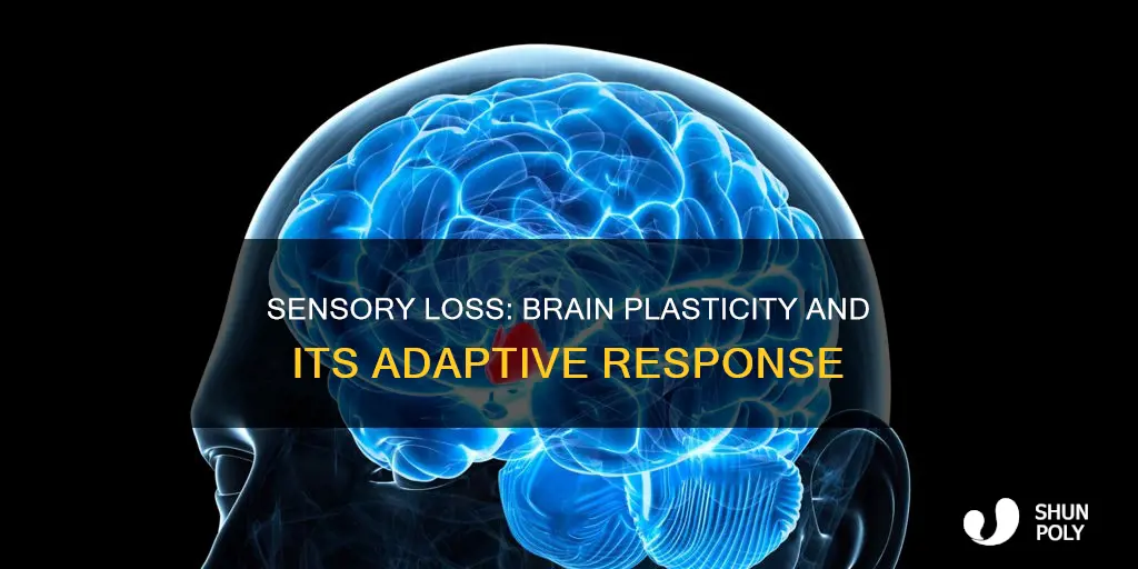 how does plasticity react to sensory loss