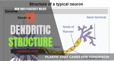 The Dendritic Structure: Shaping Brain Plasticity