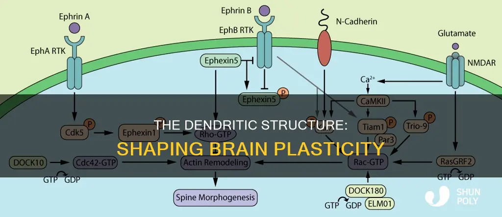 how does plasticity relate to dendritic structure