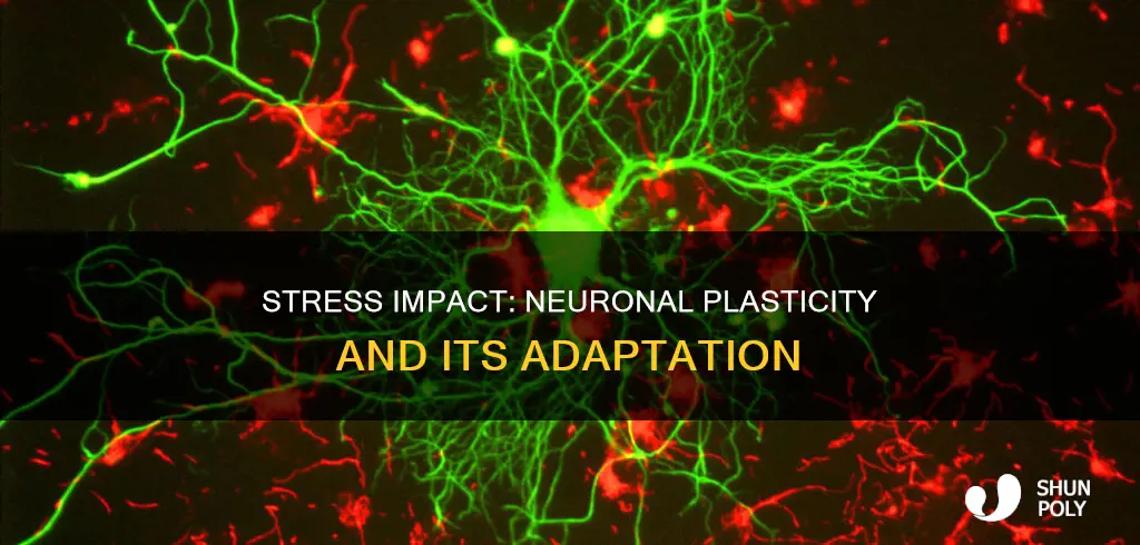 how does stress affect neuronal plasticity