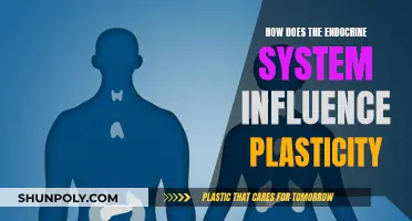Endocrine System: Shaping Brain Plasticity and Behavior
