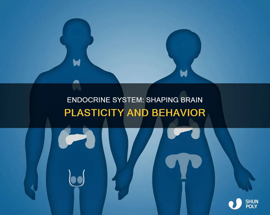 how does the endocrine system influence plasticity