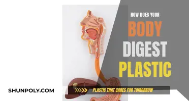 Plastic's Journey Through the Human Body