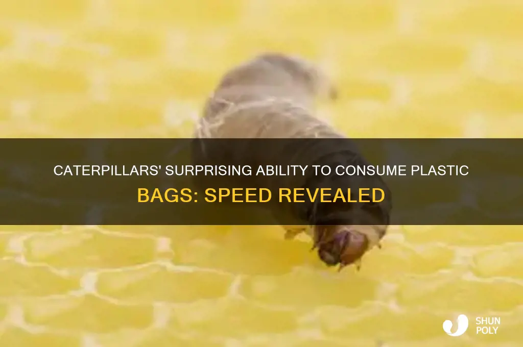 how fast can caterpillars eat plastic bags