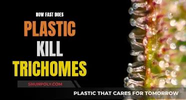 Plastic's Impact: Trichomes' Lifespan and Health