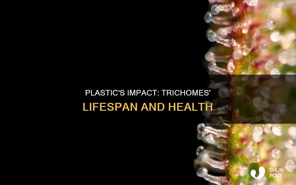 how fast does plastic kill trichomes