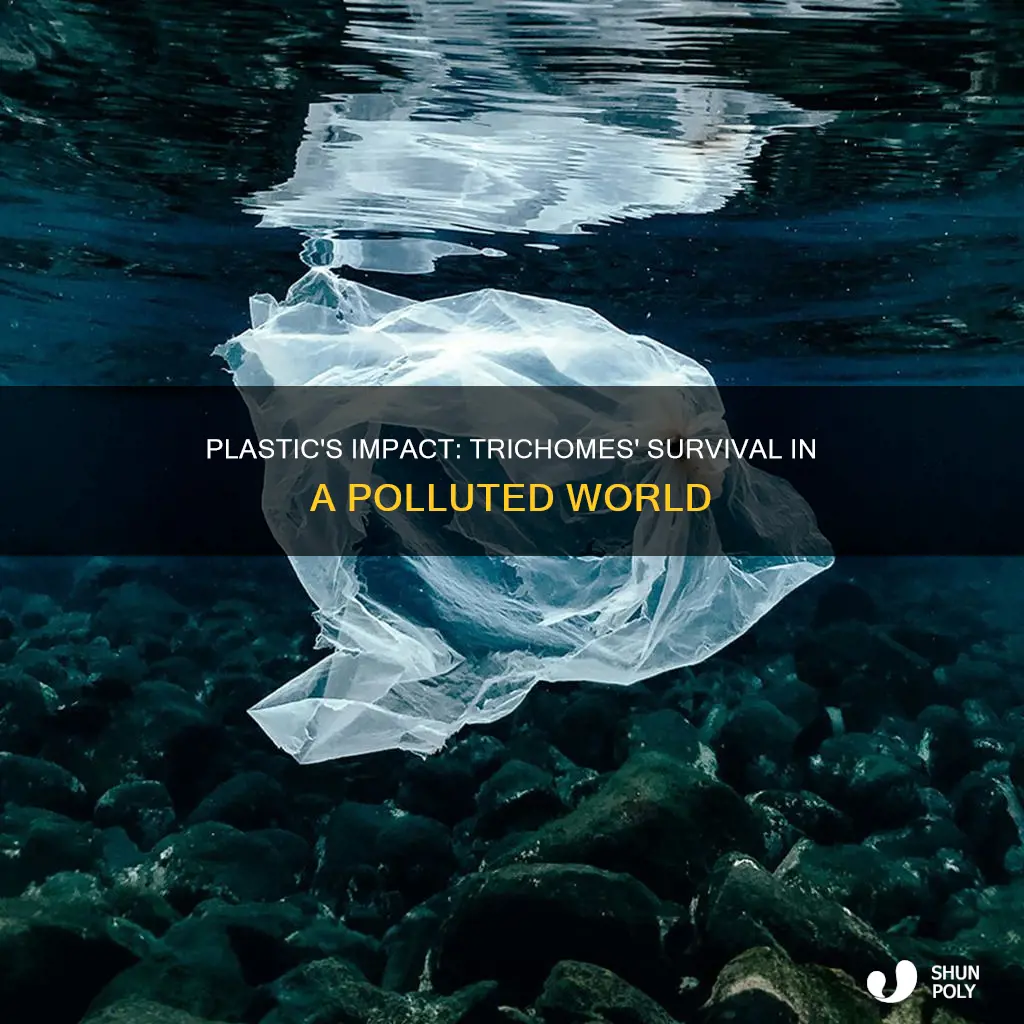 how fast does plastic kill tricromes
